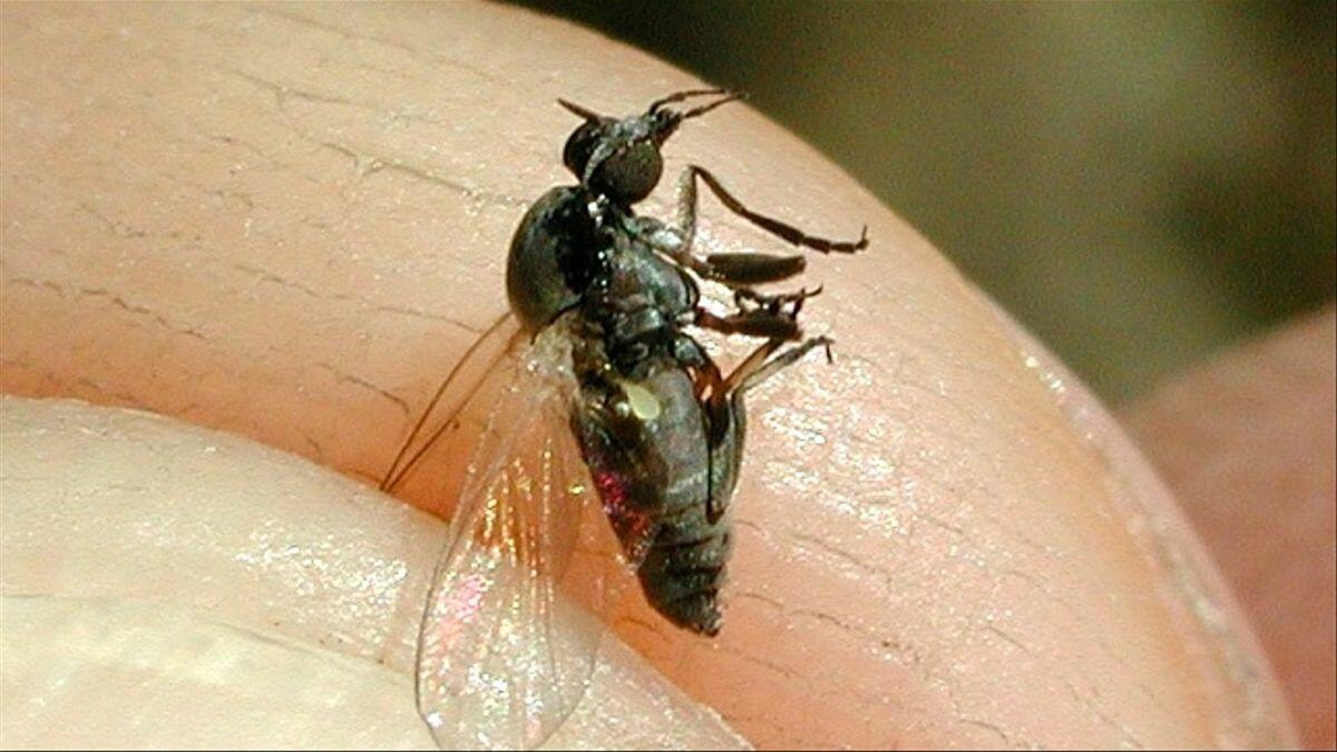 Alerta de mosca negra tras la ola de calor en Madrid, Aragón, Valencia y Catalunya