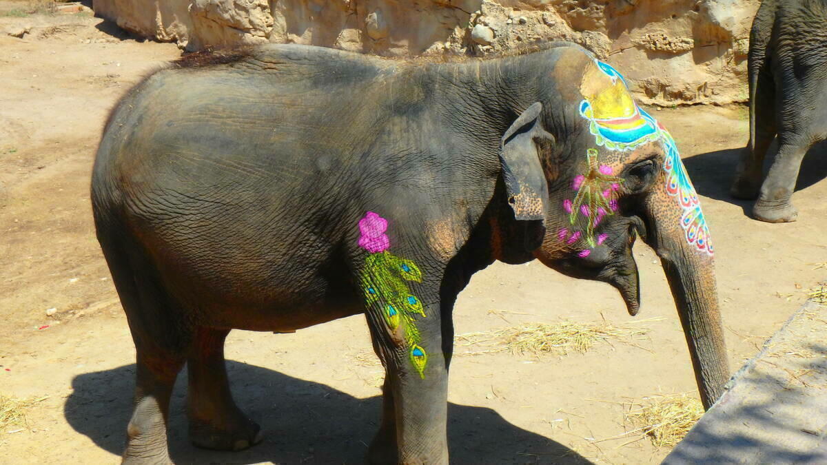 M&uacute;sica, danza y una batalla de colores para celebrar el 53&ordm; cumplea&ntilde;os de la elefanta Petita de Terra Natura Benidorm