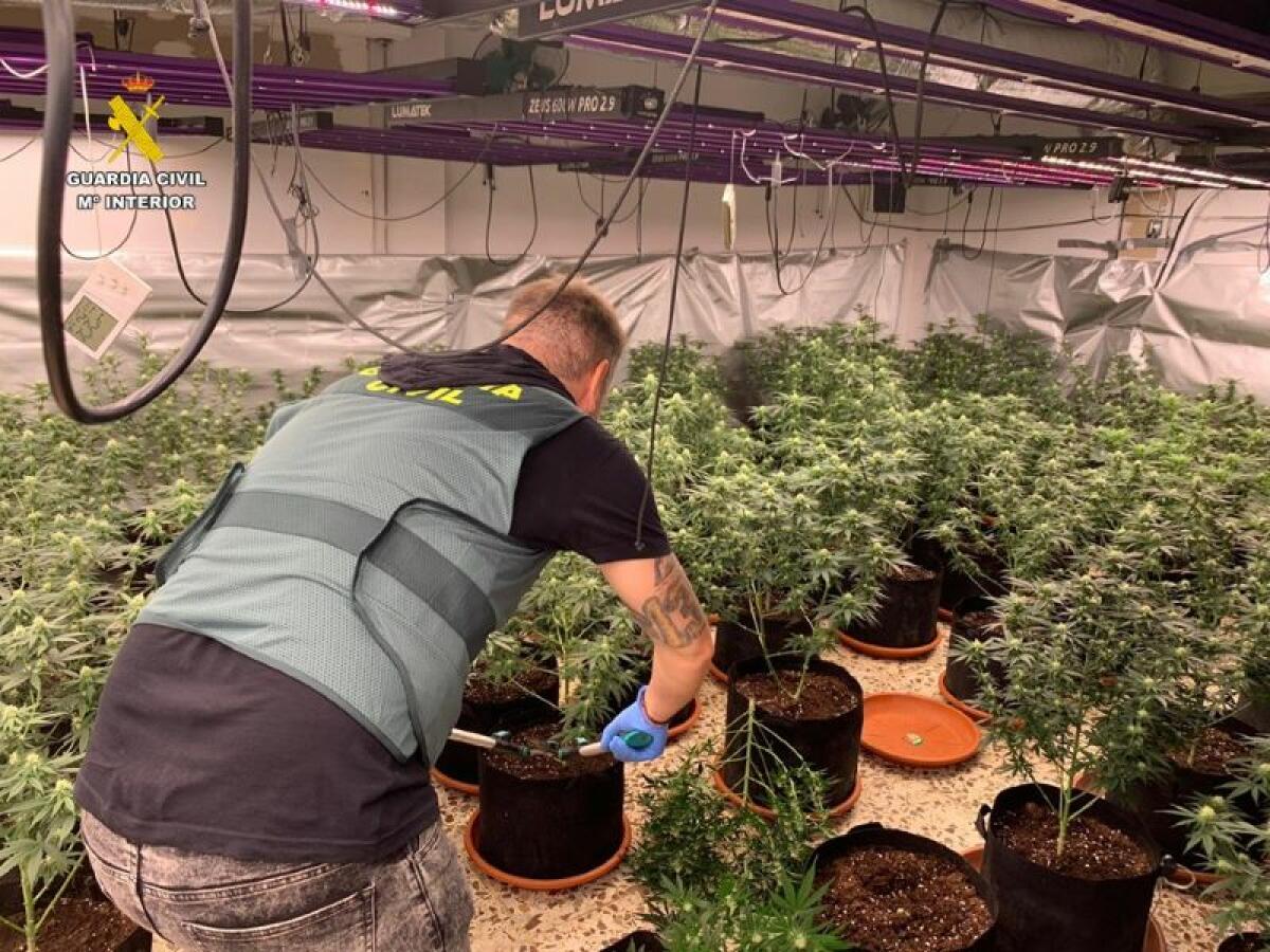 La Guardia Civil desmantela una plantación de marihuana en un chalet de Sax 