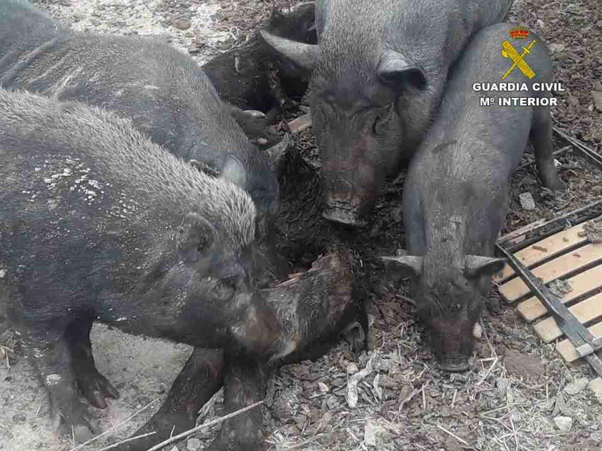 La Guardia Civil solicita la inhabilitación para la tenencia de animales a la propietaria de la finca de Torremanzanas y la intervención inmediata de los que posee