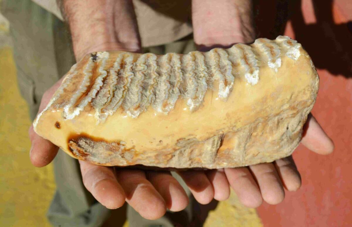 Los veterinarios de Terra Natura Benidorm detectan la p&eacute;rdida de una muela en una de las elefantas asi&aacute;ticas