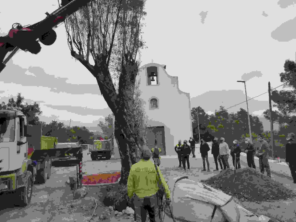 La Nucía planta un olivo centenario junto a la Ermita de Sant Vicent