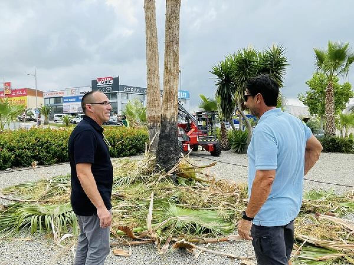 Empiezan los trabajos de limpieza y poda de palmeras en las zonas verdes de Finestrat 