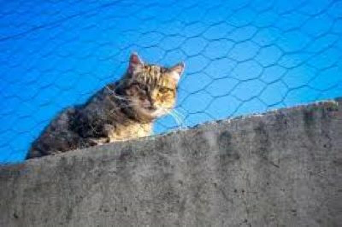 Benidorm inicia la campaña de esterilización de gatos callejeros, con la que se tratará a 240 ejemplares