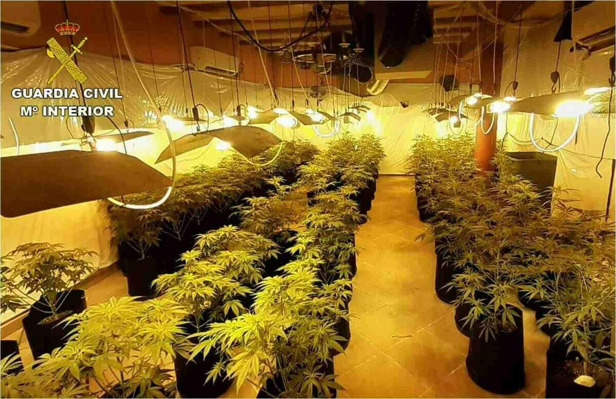 La Guardia Civil detiene en Ibi a un hombre por cultivar marihuana en sus dos viviendas.