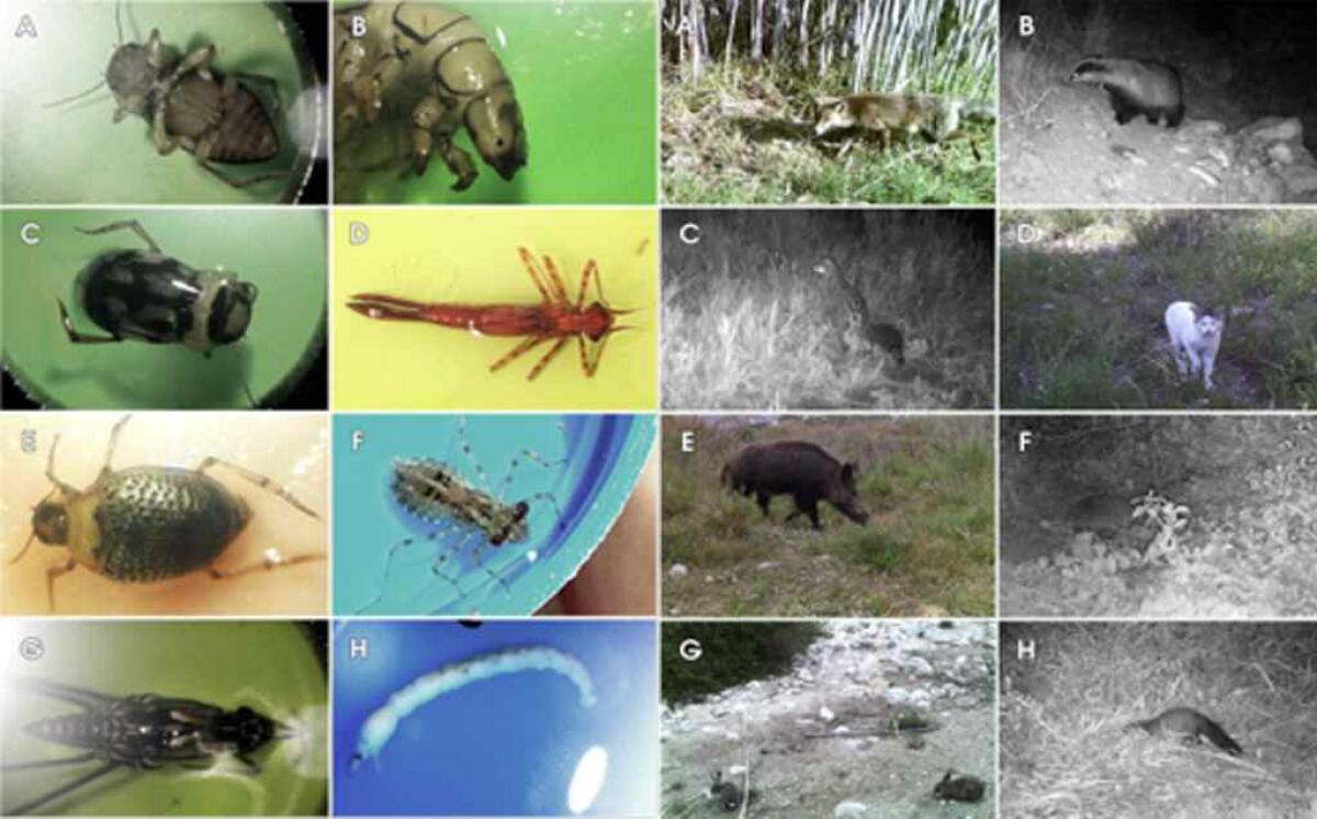 El estudio de evaluaci&oacute;n del estado ecol&oacute;gico de la desembocadura del r&iacute;o Algar y estudio de su fauna asociada 2019.