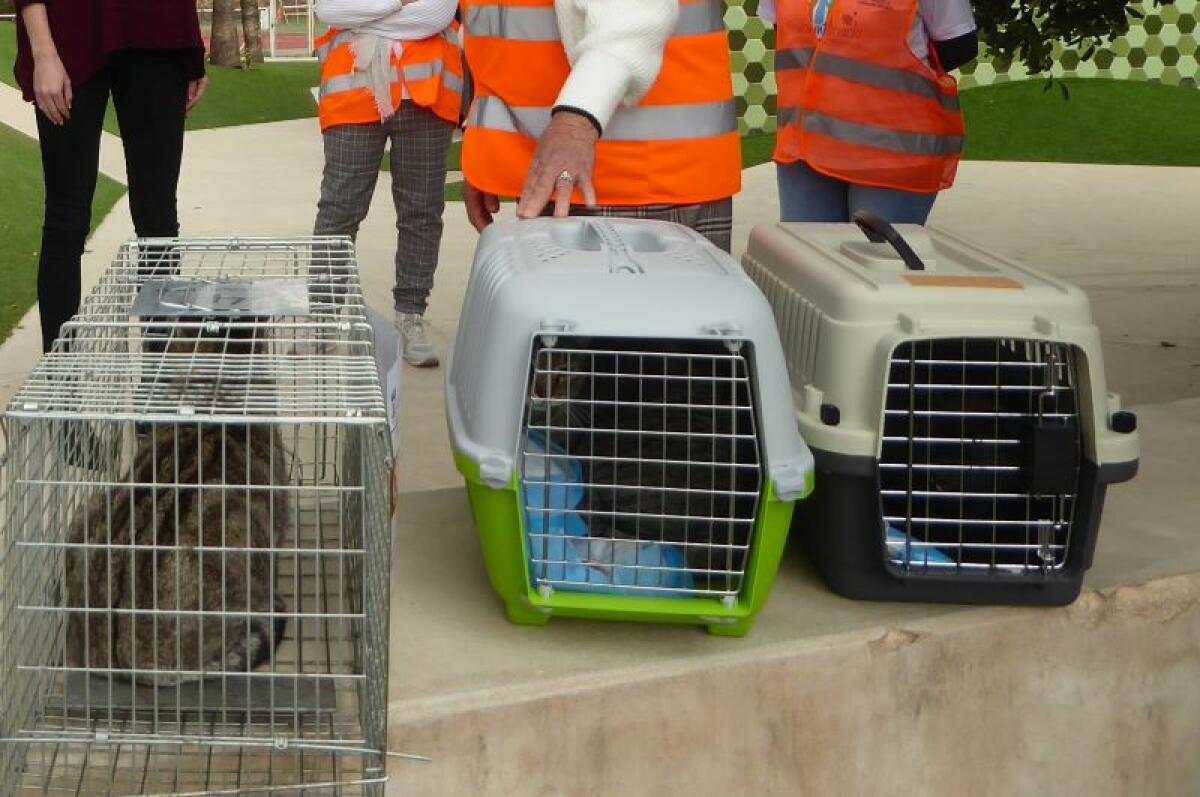 Abierto el plazo para los Voluntari@s de la Campaña de Esterilización de Gatos