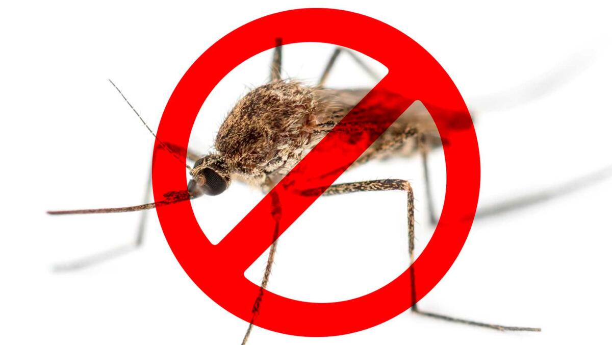 Ante la llegada del verano, el Ayuntamiento de Benidorm e Hidraqua lanzan una campaña para combatir el mosquito tigre