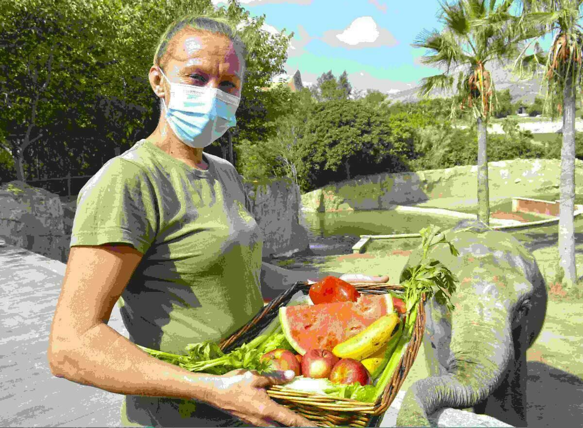 La elefanta Petita de Terra Natura Benidorm celebra su 48&ordm; cumplea&ntilde;os con un postre elaborado con 20 kilos de fruta