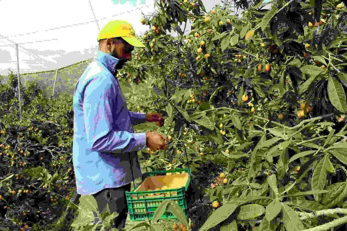 Callosa &middot; El Ayuntamiento reivindica una rebaja m&iacute;nima del 50% permanente en los m&oacute;dulos del IRPF del n&iacute;spero