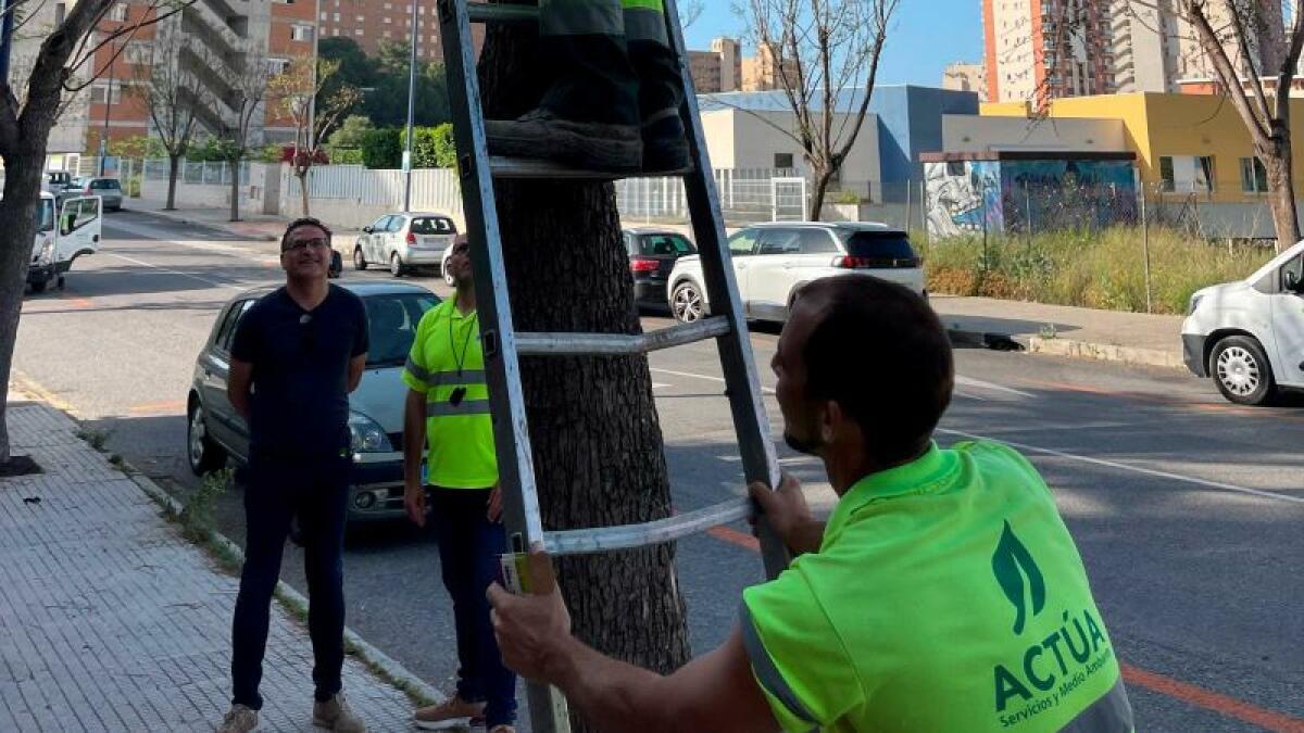 Benidorm opta por la lucha biológica para combatir el pulgón de las jacarandas