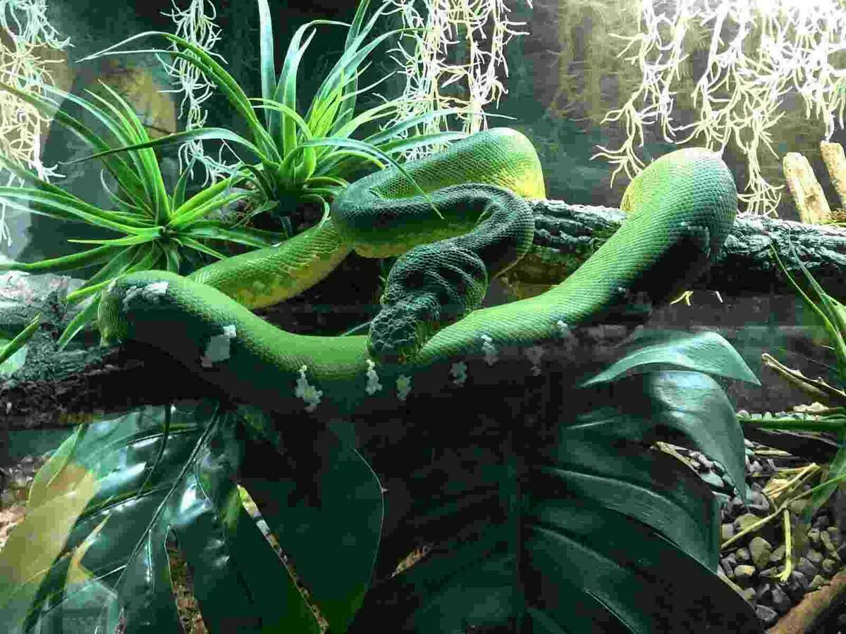 Terra Natura Benidorm incorpora una boa esmeralda para fomentar su reproducción