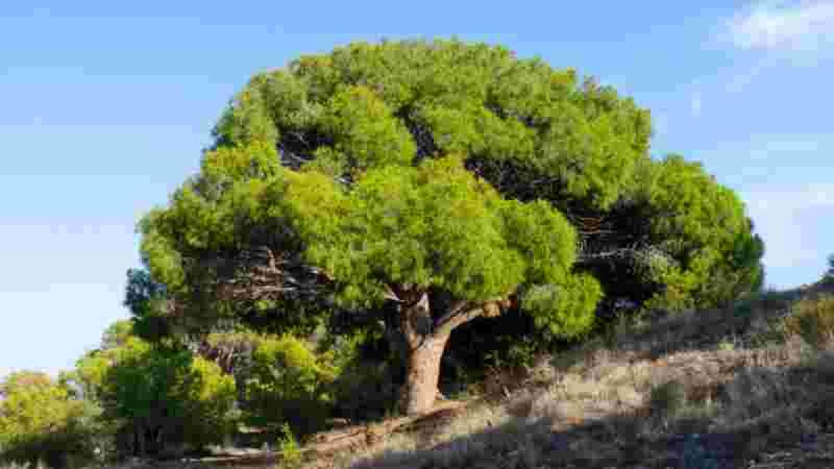 Altea // El Pleno aprueba por unanimidad el Catálogo Municipal de Árboles Monumentales