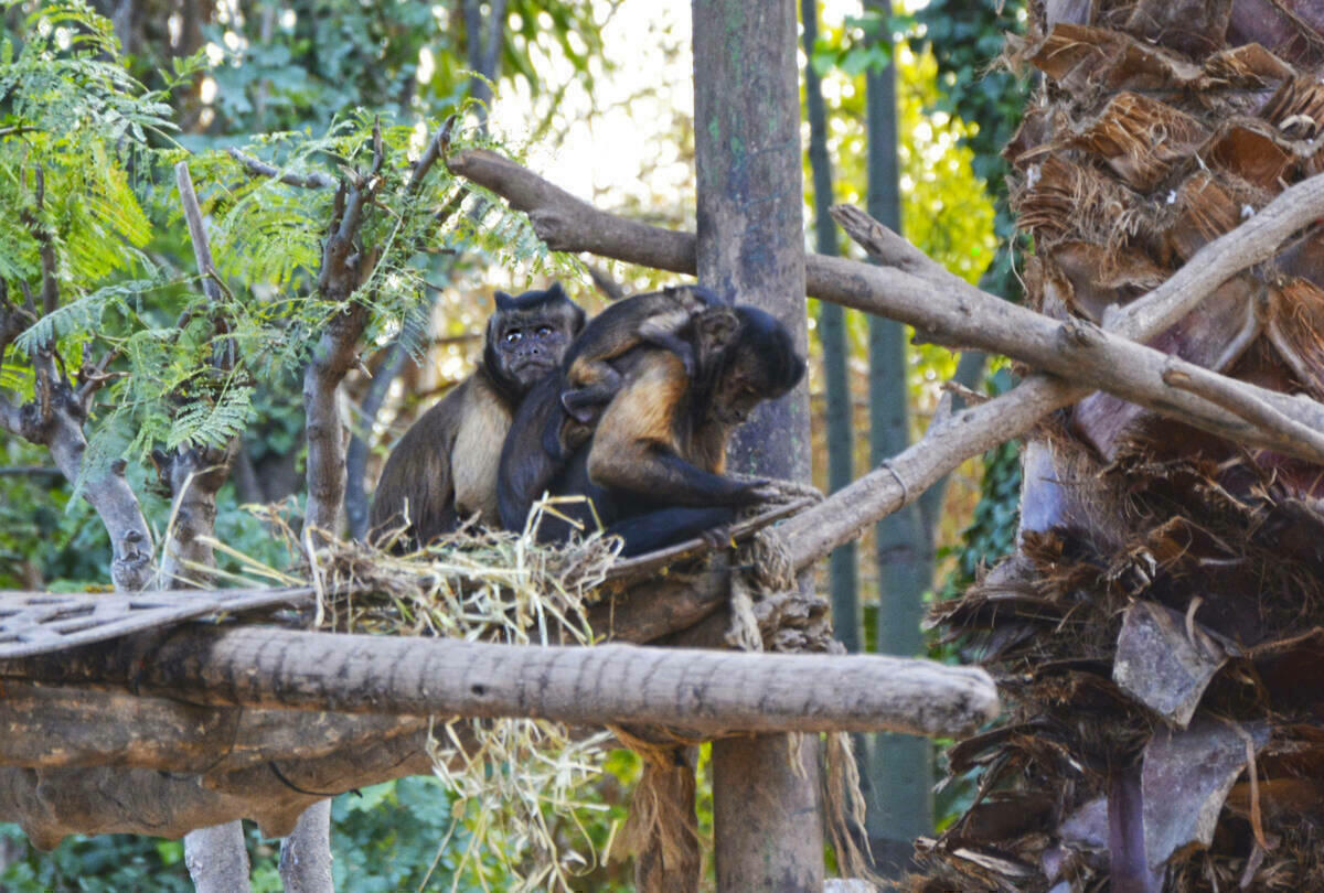 Nace una cría de mono capuchino en Terra Natura Benidorm