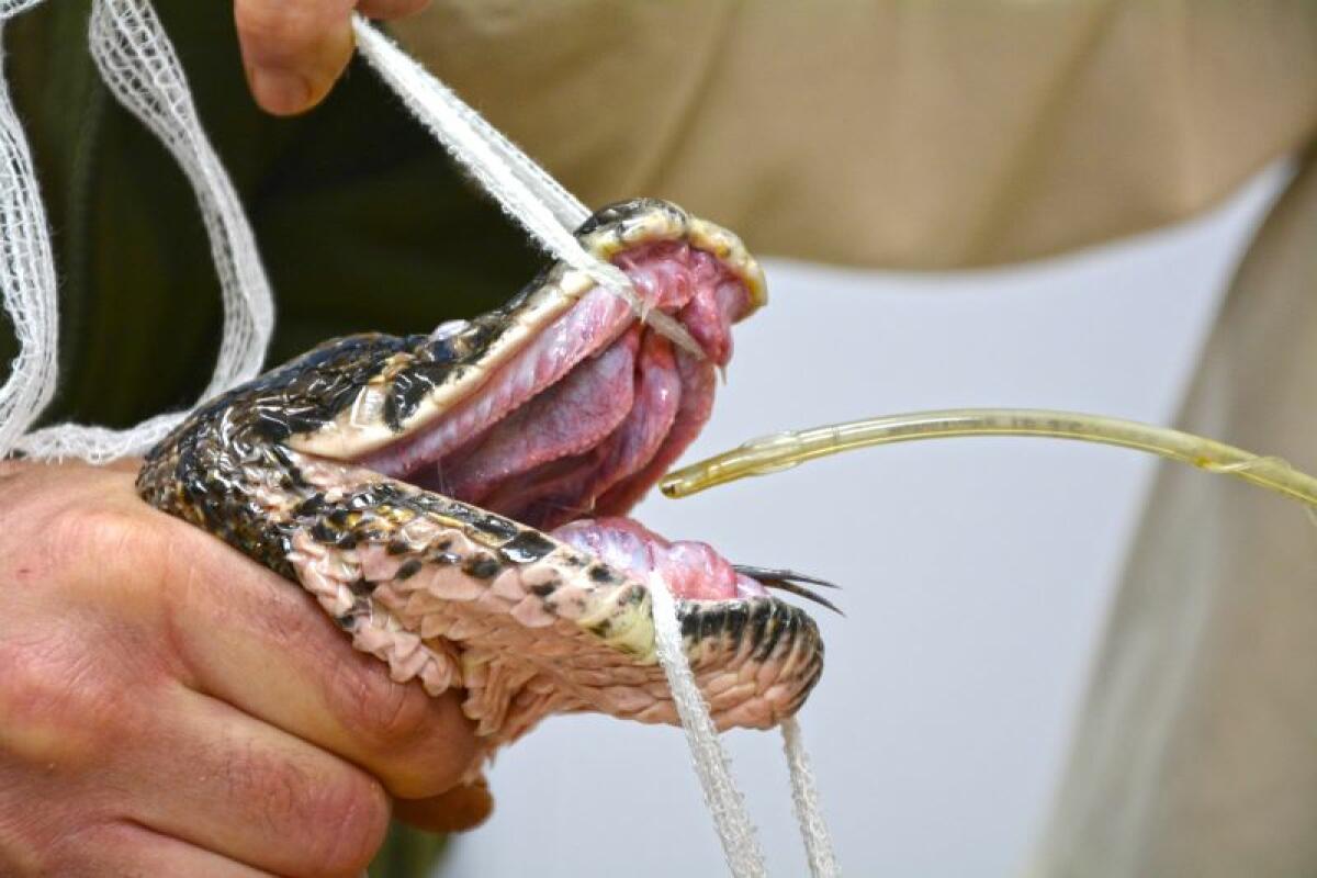 Terra Natura Benidorm trata a una pitón india de más de 3,5 metros de largo de una infección en un ojo