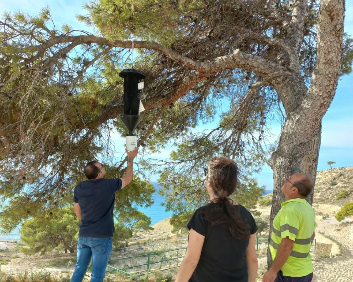 La concejalía de Medio Ambiente instala trampas para controlar la plaga de insectos que afecta a los pinos del paraje natural de La Malladeta