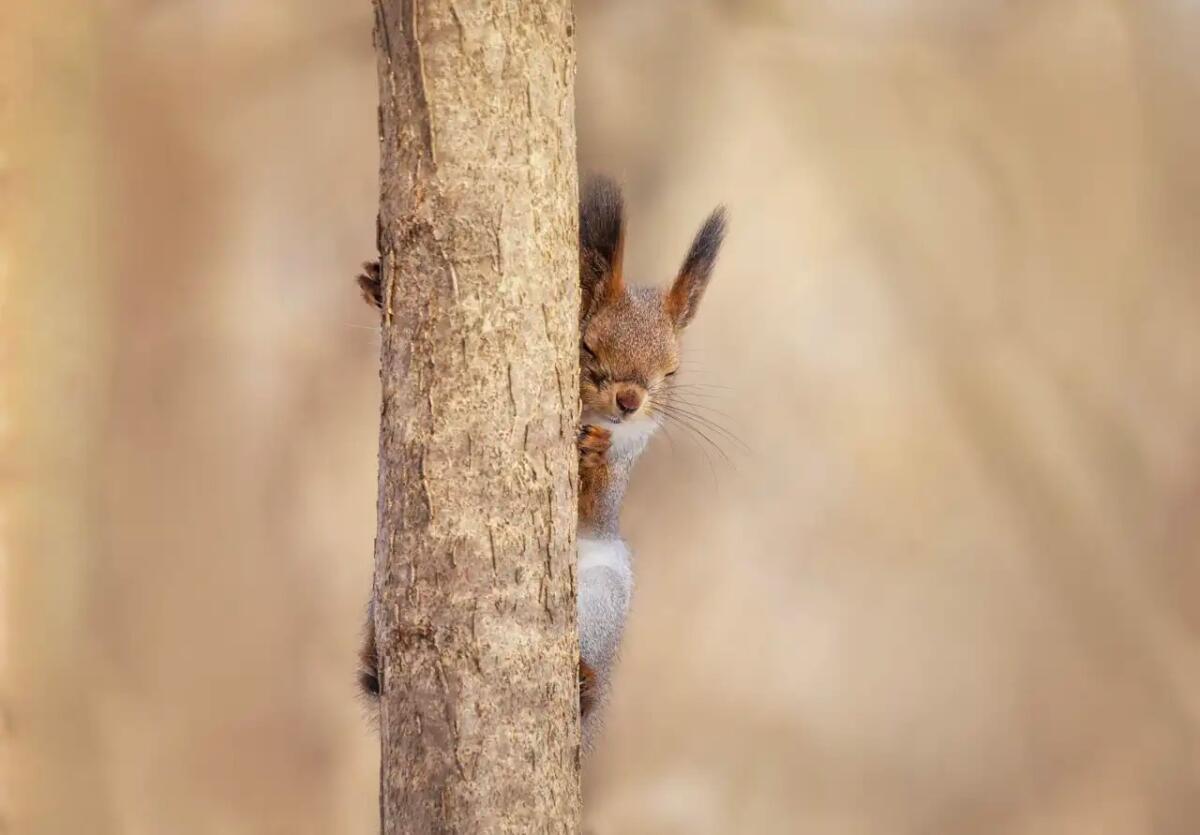 Las ardillas rojas (Sciurus vulgaris)