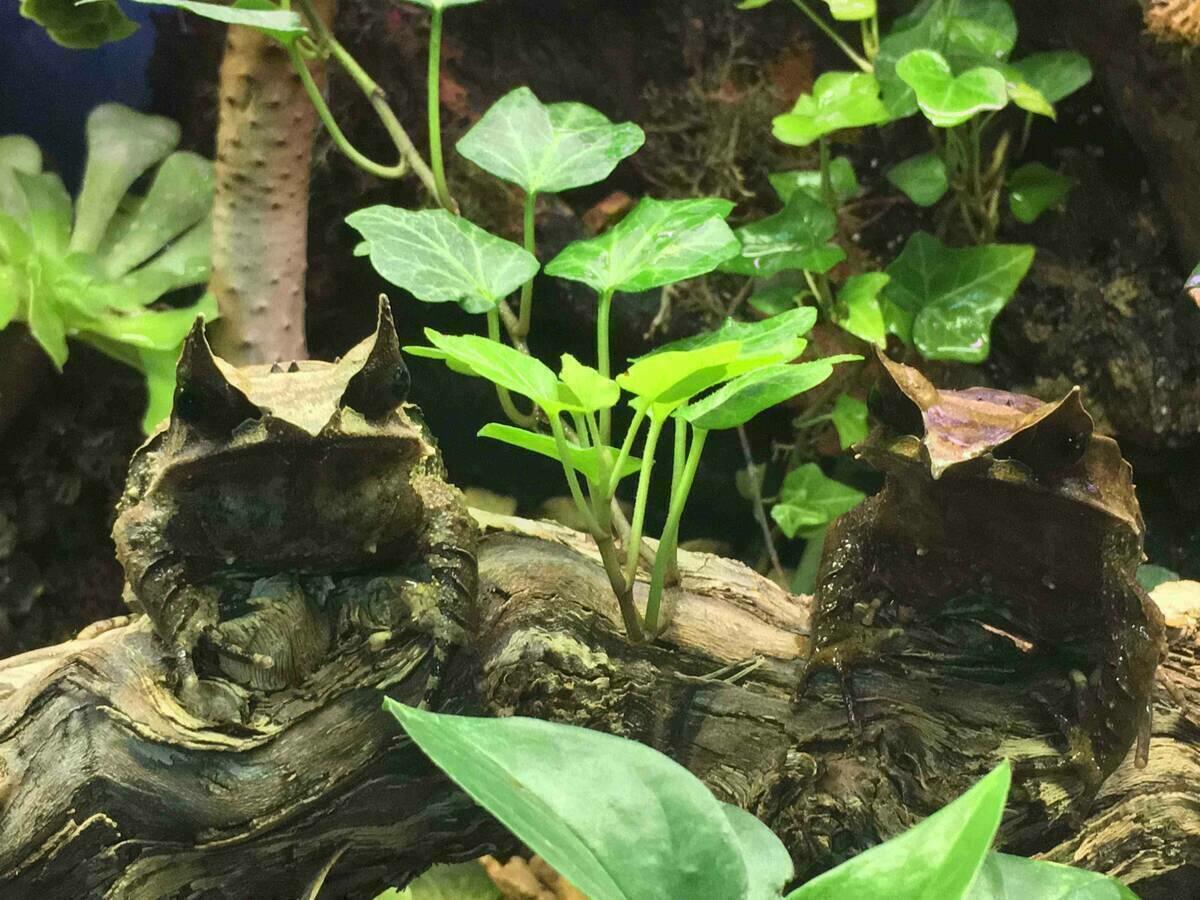La exposición de criaturas de Terra Natura Benidorm incorpora dos parejas de ranas diablo y ranas de ojos rojos