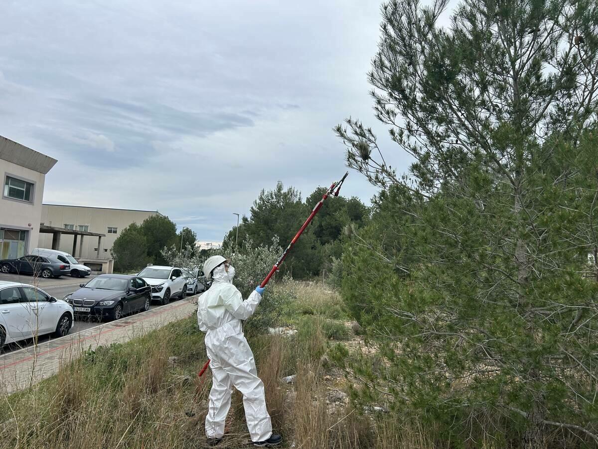 La Nuc&iacute;a contin&uacute;a la campa&ntilde;a contra la de procesionaria del pino