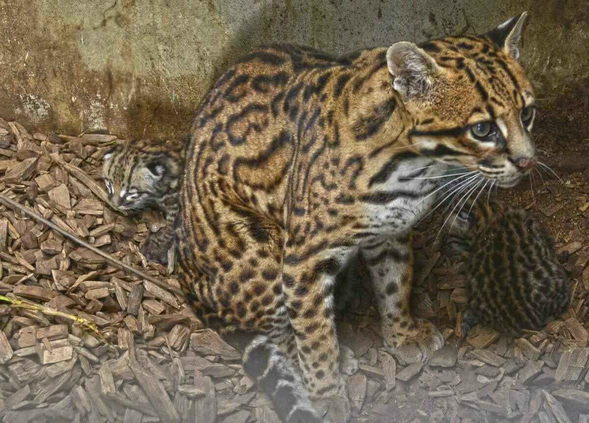 La familia de felinos de Terra Natura Benidorm crece con el nacimiento de dos crías de ocelote