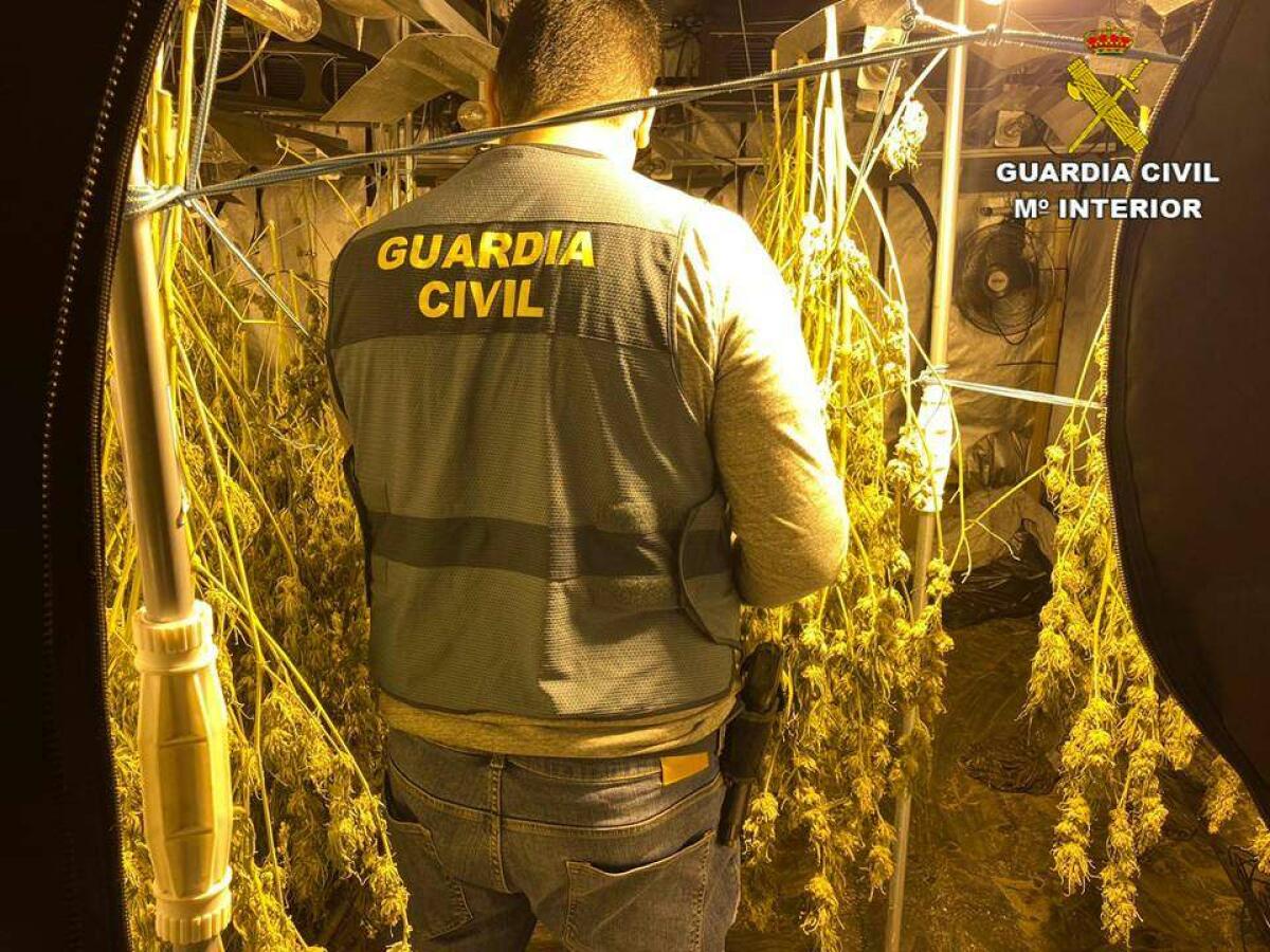 La Guardia Civil desmantela una plantaci&oacute;n de marihuana ubicada en un chalet de lujo de Altea