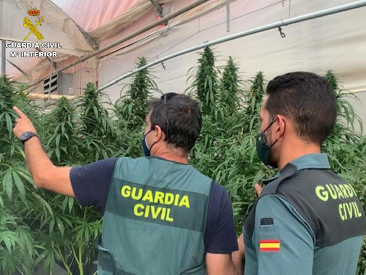 La Guardia Civil detecta 8 plantaciones de marihuana que se hacían pasar por empresas de cáñamo industrial 