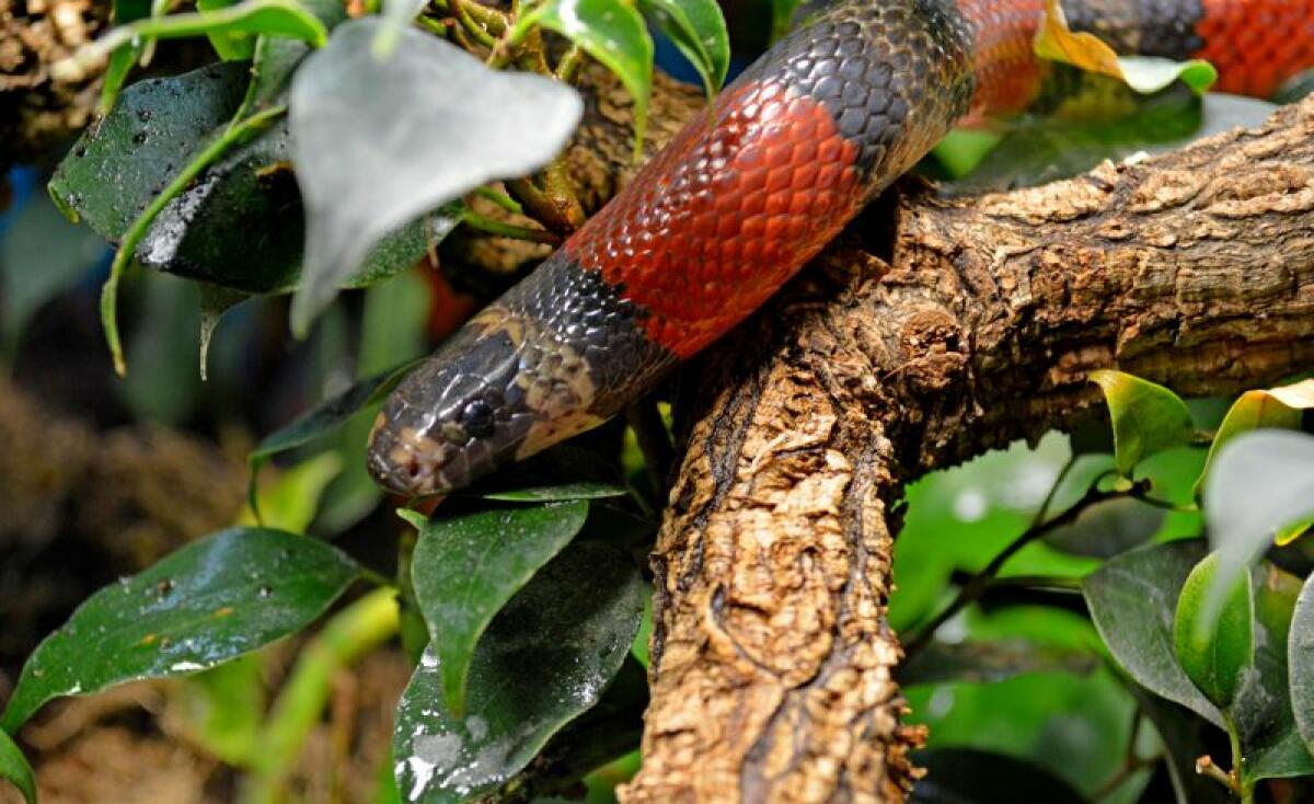 Terra Natura Benidorm acoge una serpiente de un metro de longitud rescatada por el Ayuntamiento de Pinoso 