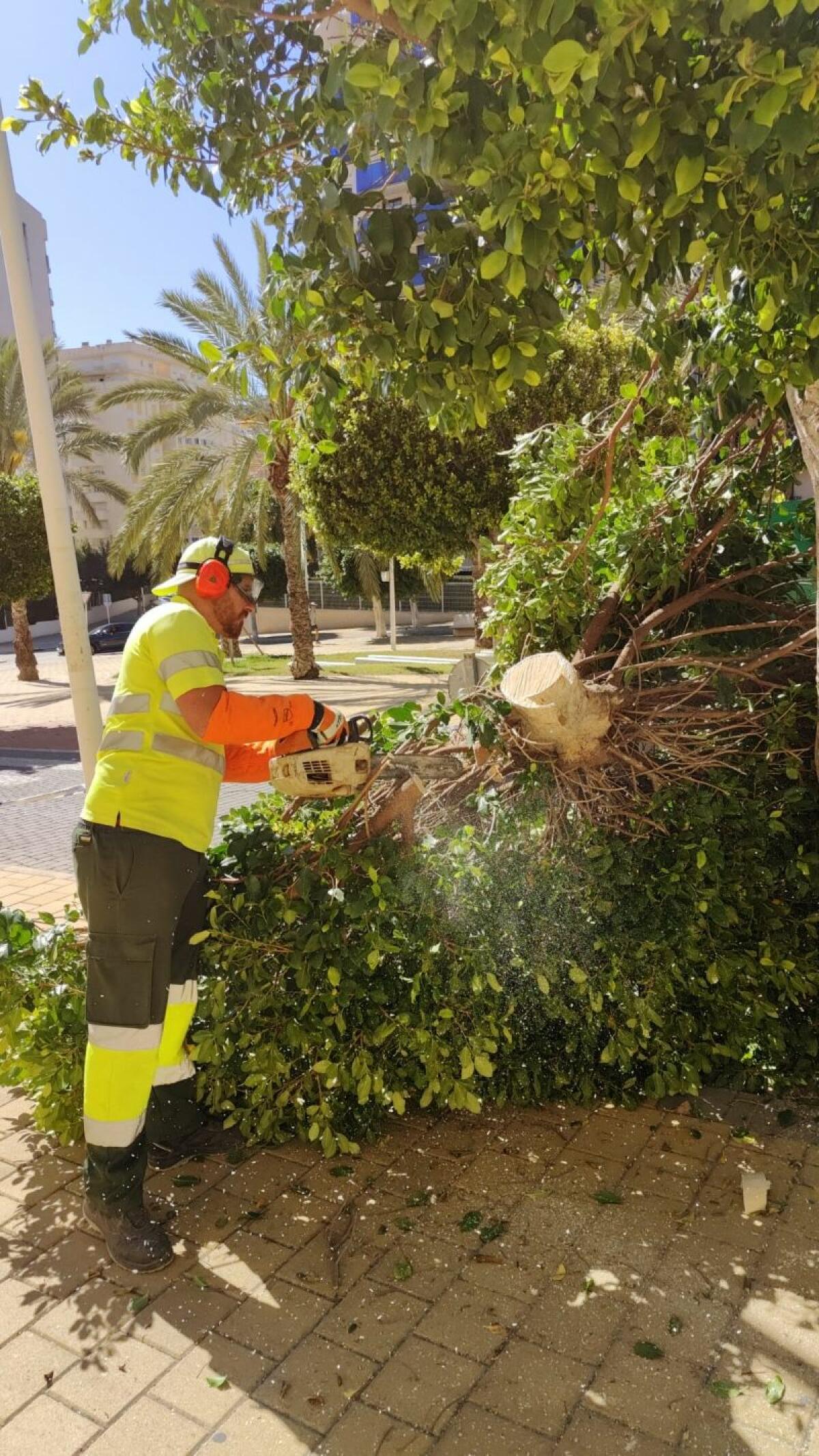 El Ayuntamiento de la Vila Joiosa inicia los trabajos de destocado de 240 ficus en la zona de la Cala para sustituirlos por ejemplares de naranjos y cipreses