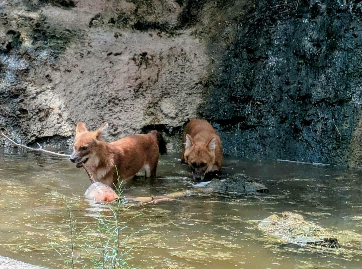 Terra Natura Benidorm ayuda a los animales a combatir el calor con helados adaptados a la dieta de cada especie 