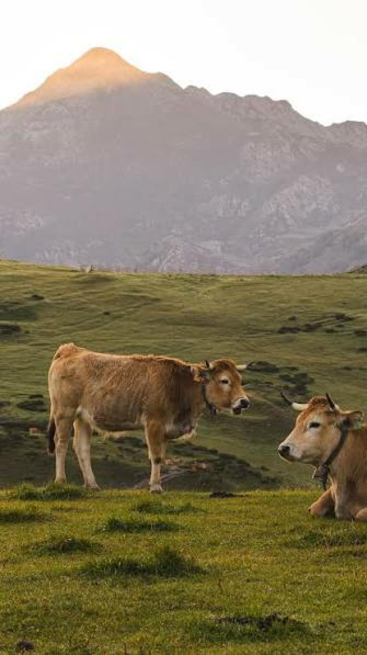 De esti&eacute;rcol de vaca a energ&iacute;a limpia: el gran negocio del biometano en Espa&ntilde;a