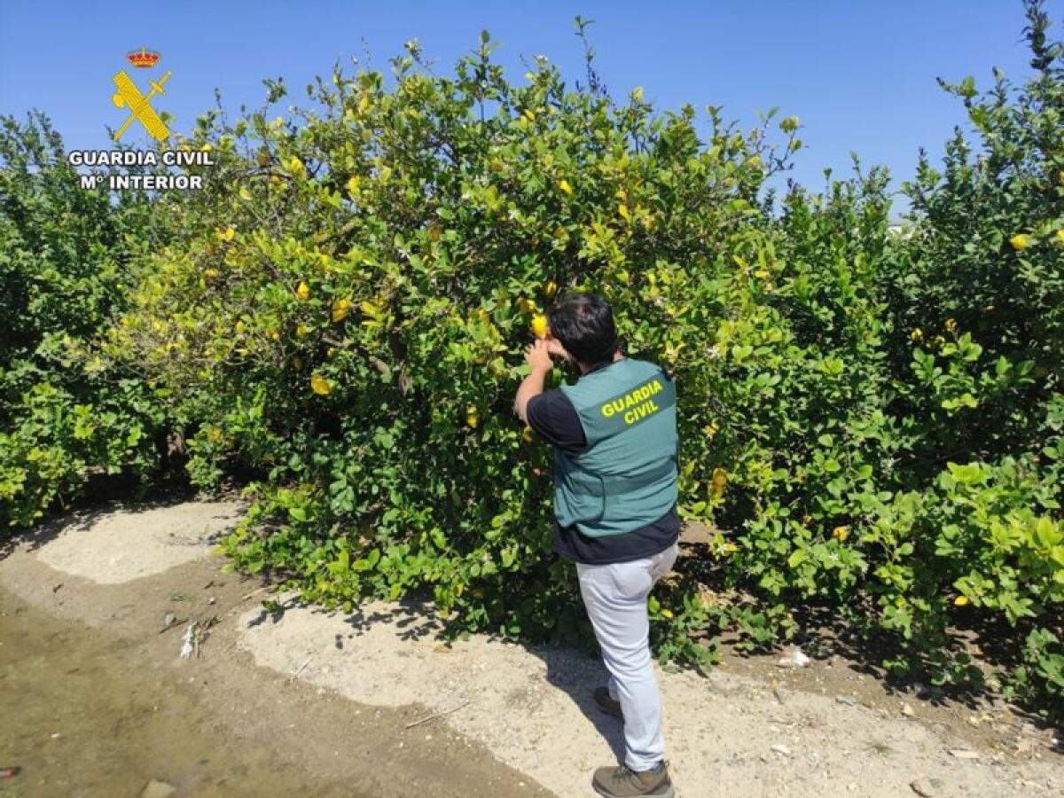 La Guardia Civil desarticula una trama en la compraventa de limones en la provincia de Alicante 