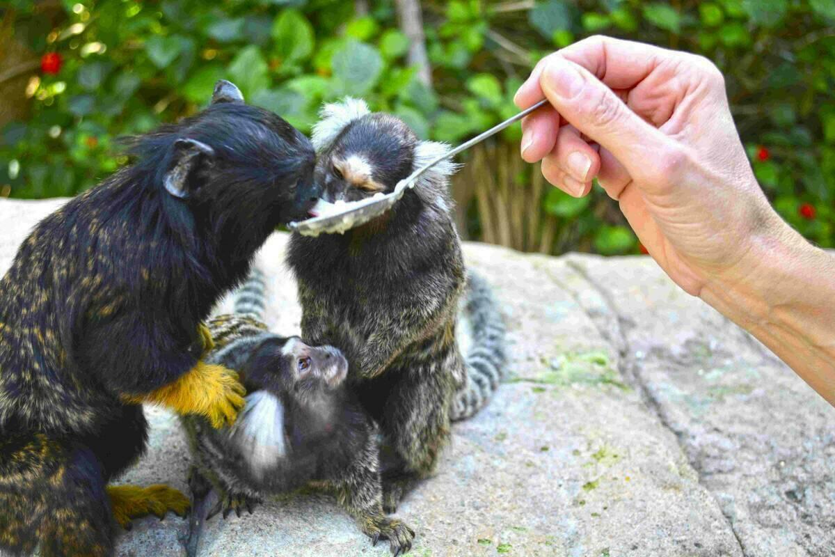 Los animales de Terra Natura Benidorm se preparan contra la llegada del frío