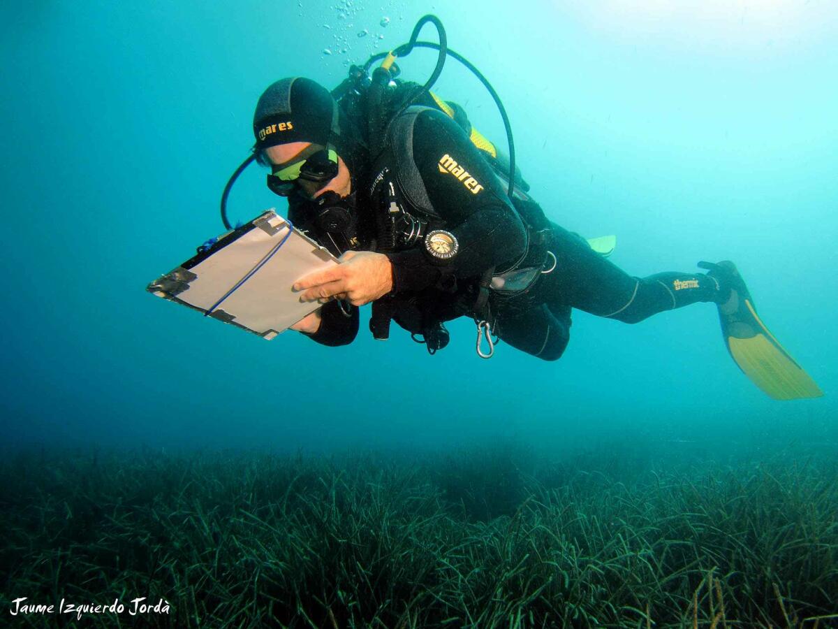 El programa POSIMED del Instituto de Ecología Litoral se convierte en la red de seguimiento de praderas de posidonia más extensa del litoral español