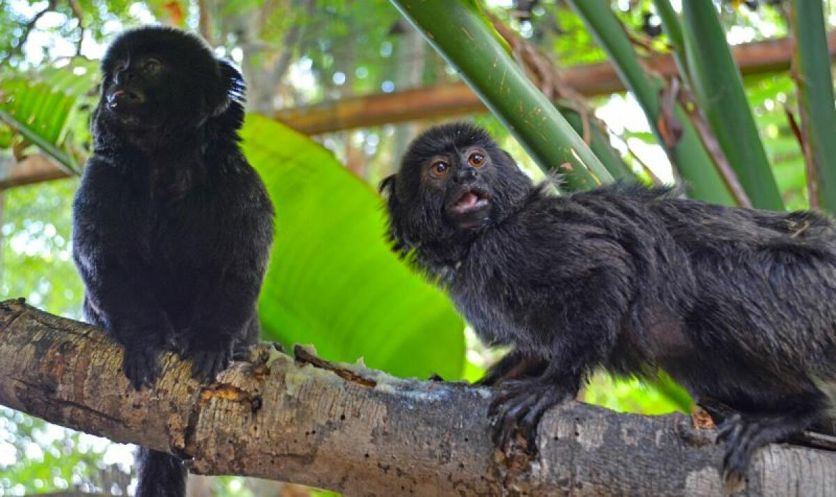 Llega un nuevo tití de Goeldi a Terra Natura Benidorm para crear una pareja reproductora y potenciar la conservación de la especie