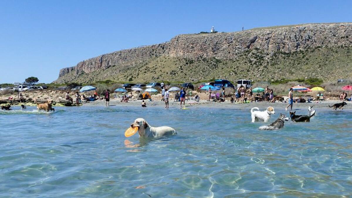 El Patronato Costa Blanca activa un sello ‘Pet Friendly’ para impulsar el turismo con mascotas