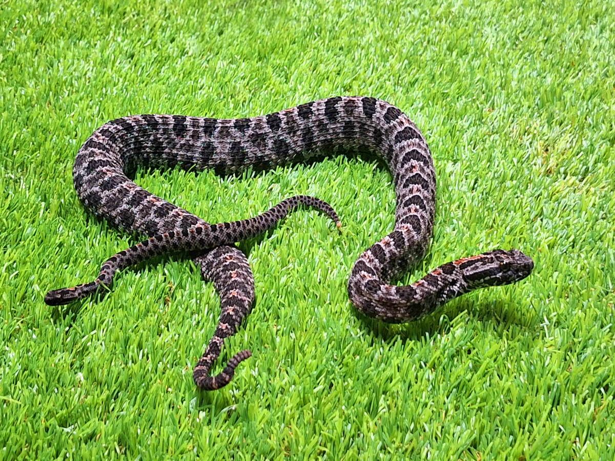 Nacen seis serpientes cascabel pigmea oscura en Terra Natura Benidorm