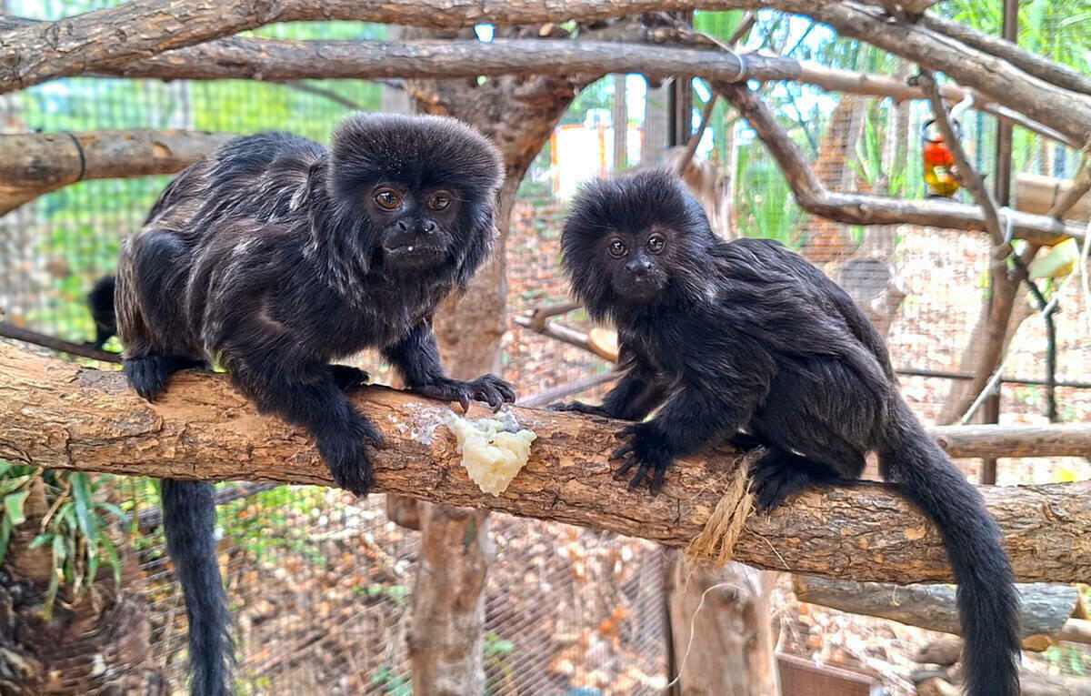 Los veterinarios de Terra Natura Benidorm realizan una revisión al titi de Goeldi para confirmar su estado de salud