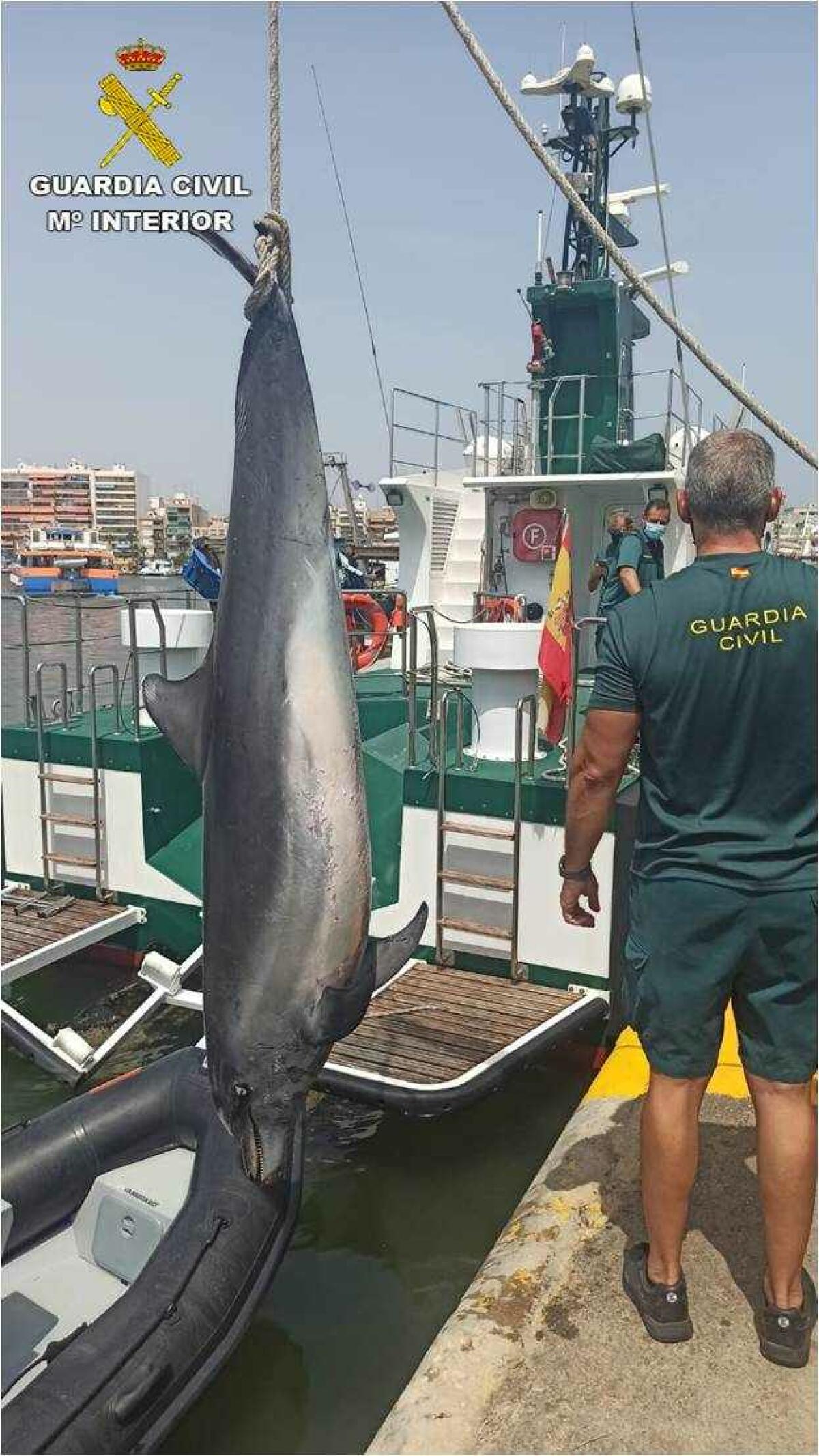 La Guardia Civil recupera un delfín sin vida en las costas de Elche