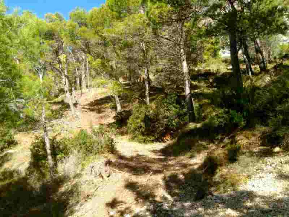 Altea &middot; Continua la ejecuci&oacute;n del Plan de Prevenci&oacute;n de Incendios