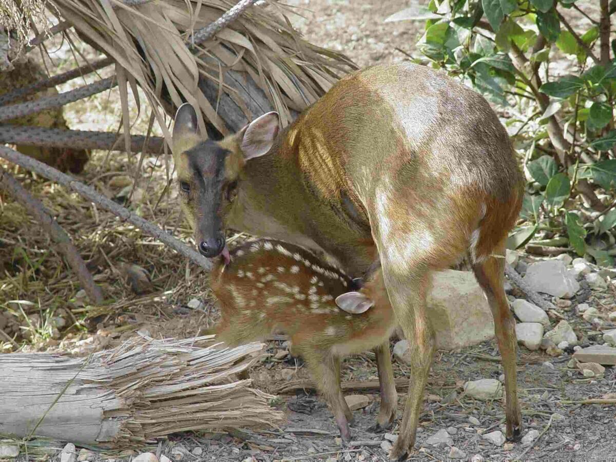 La familia de Terra Natura Benidorm crece con el nacimiento de una cr&iacute;a de muntjak