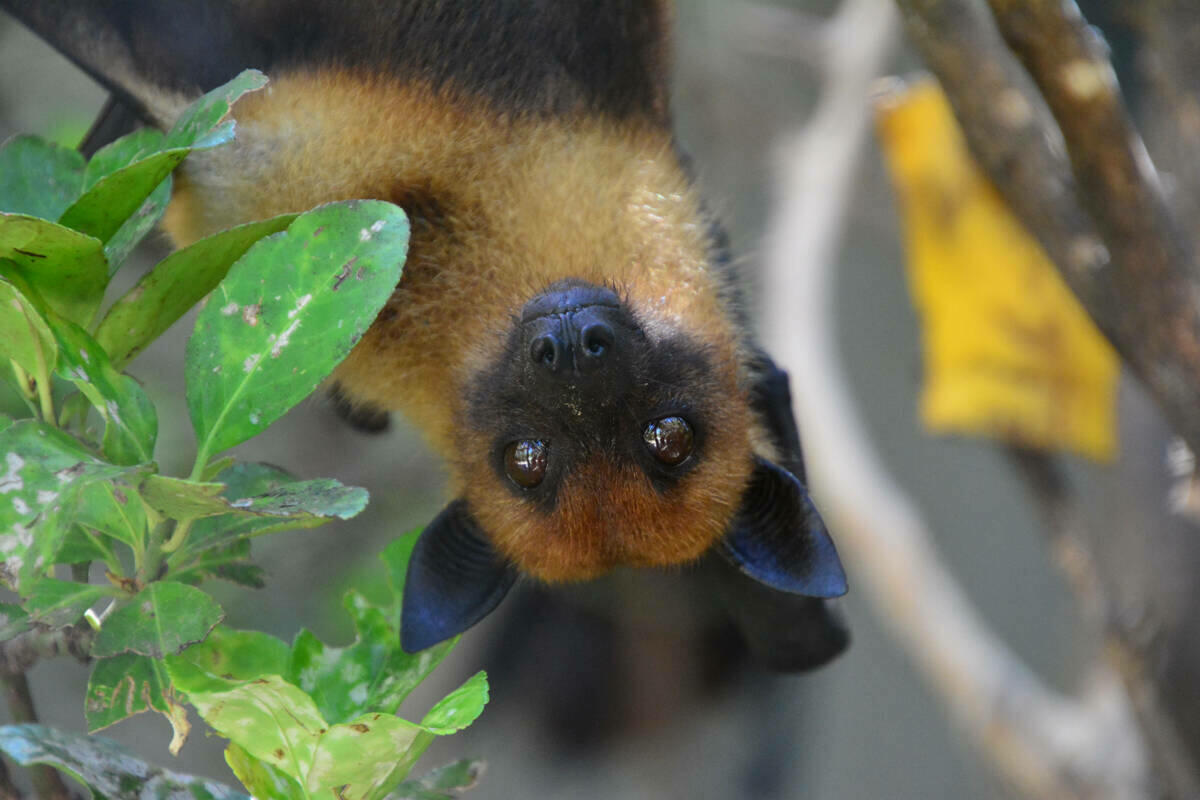 El equipo veterinario de Terra Natura Benidorm atiende con éxito a hembra de zorro volador en avanzado estado de gestación