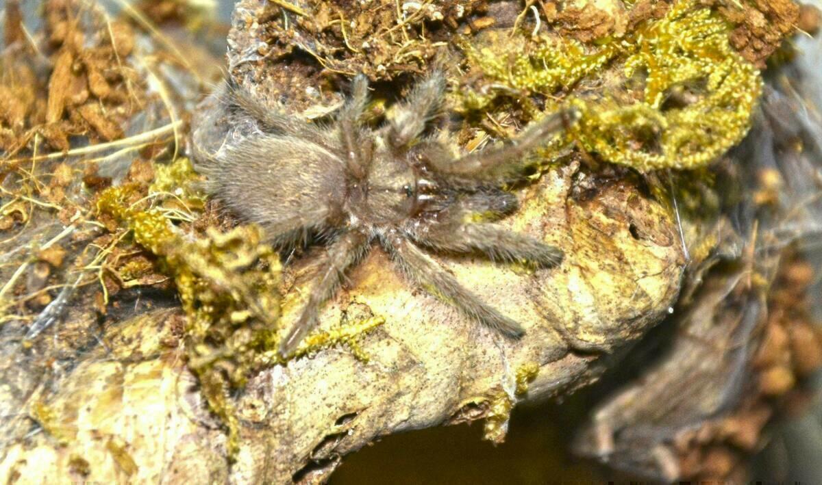 Llegan cinco tar&aacute;ntulas babuinas para enriquecer la diversidad biol&oacute;gica de Terra Natura Benidorm.