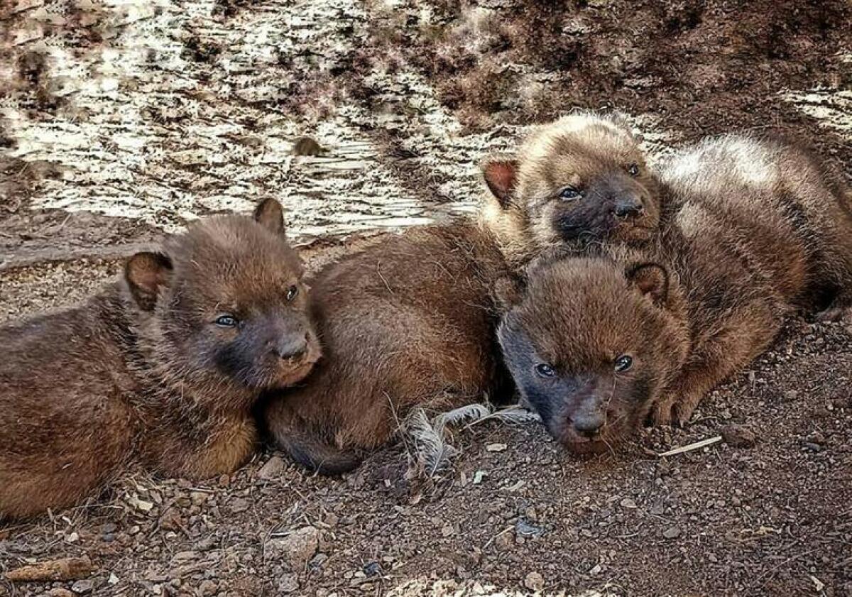 Nacen tres crías de dhole en Terra Natura Benidorm