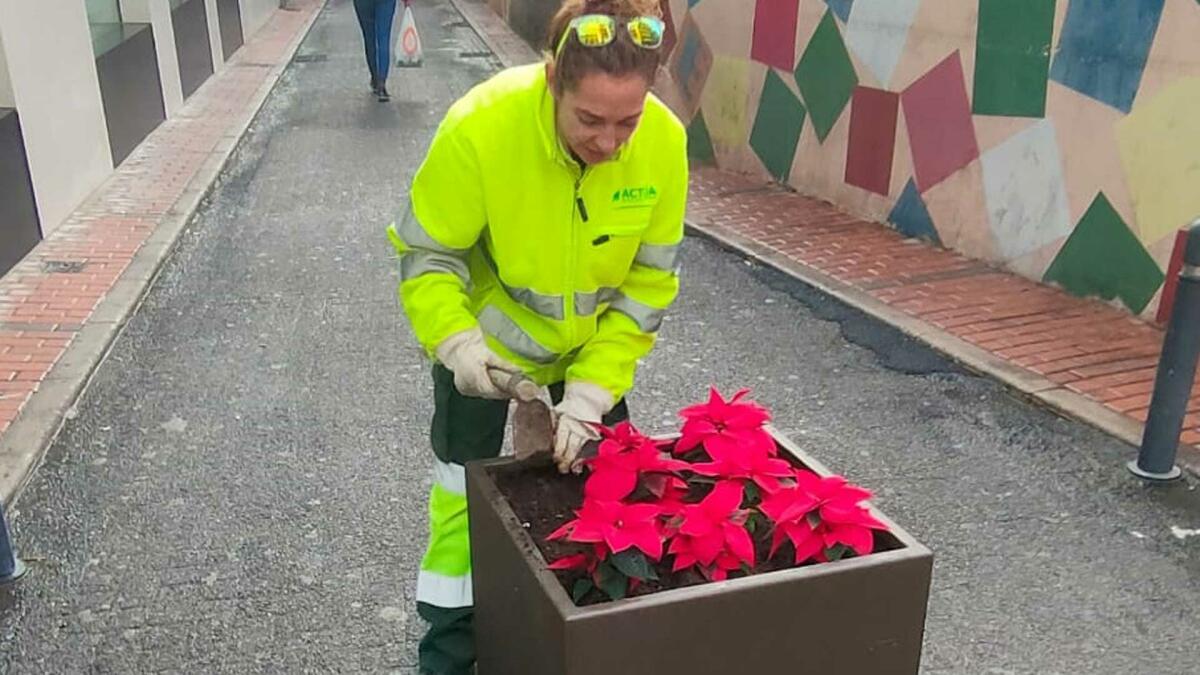 Benidorm decora las calles de la ciudad con la colocación de cerca de 10.000 plantas ornamentales