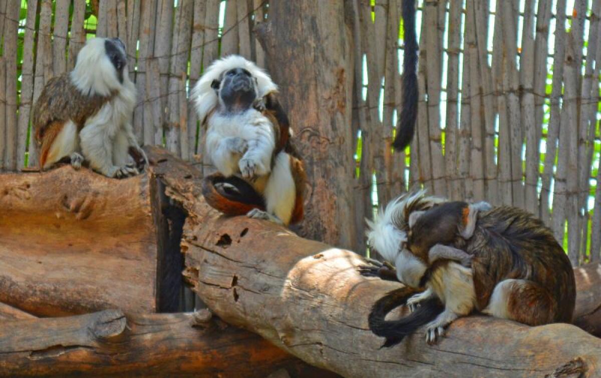 La familia de Terra Natura Benidorm crece con el nacimiento de dos nuevas crías de tití de algodón