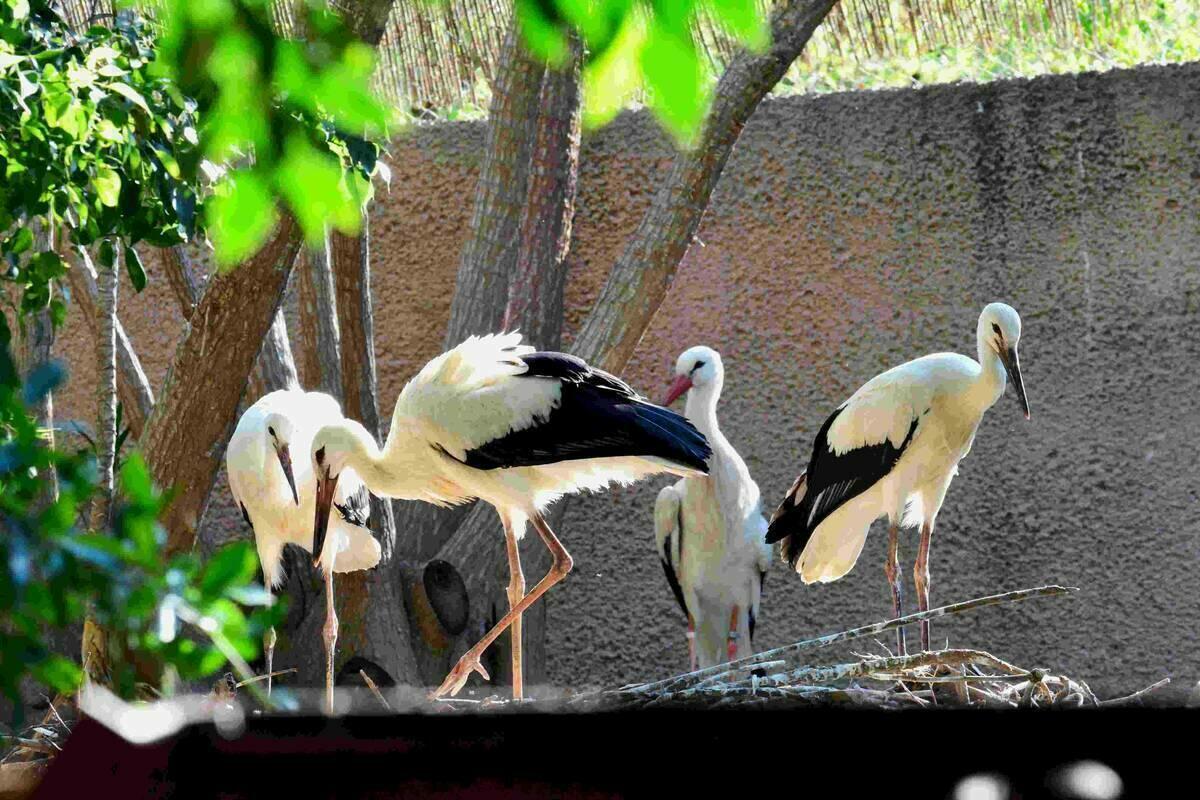 Terra Natura Benidorm traslada cuatro cig&uuml;e&ntilde;as al Centro de Estudio de Rapaces Ib&eacute;ricas en Toledo.