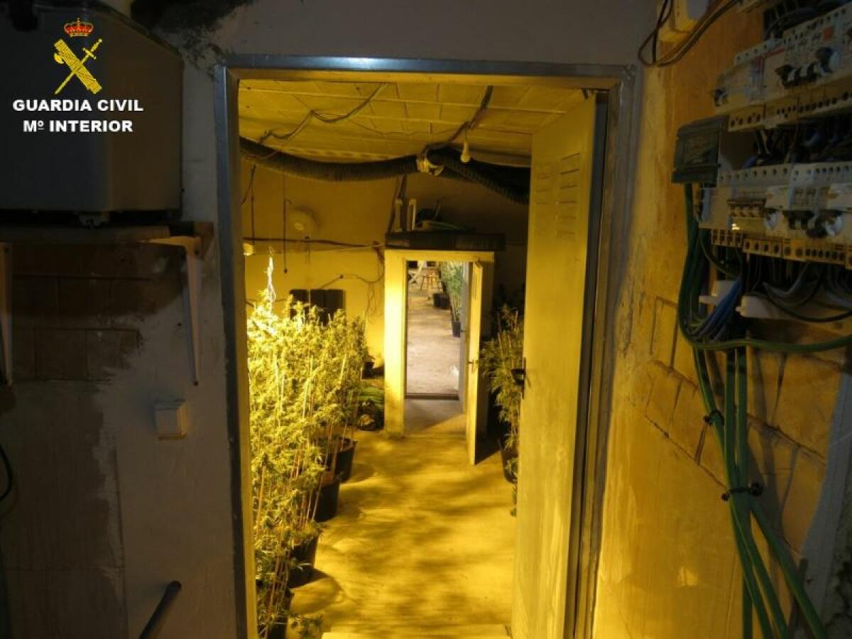 La Guardia Civil desmantela un grupo criminal dedicado al cultivo de marihuana en San Vicente del Raspeig 