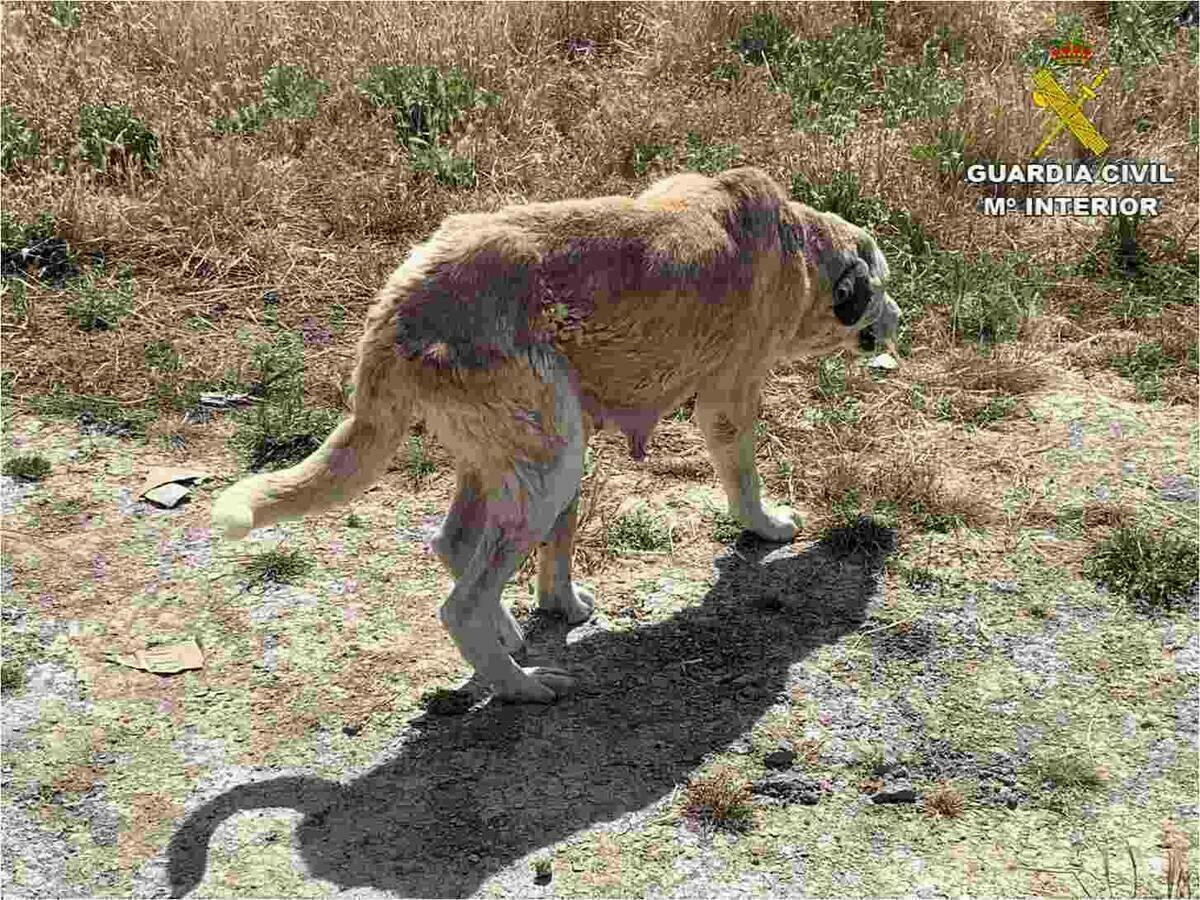 La Guardia Civil investiga a dos hombres, en Jijona y en Jacarilla, por maltrato animal.