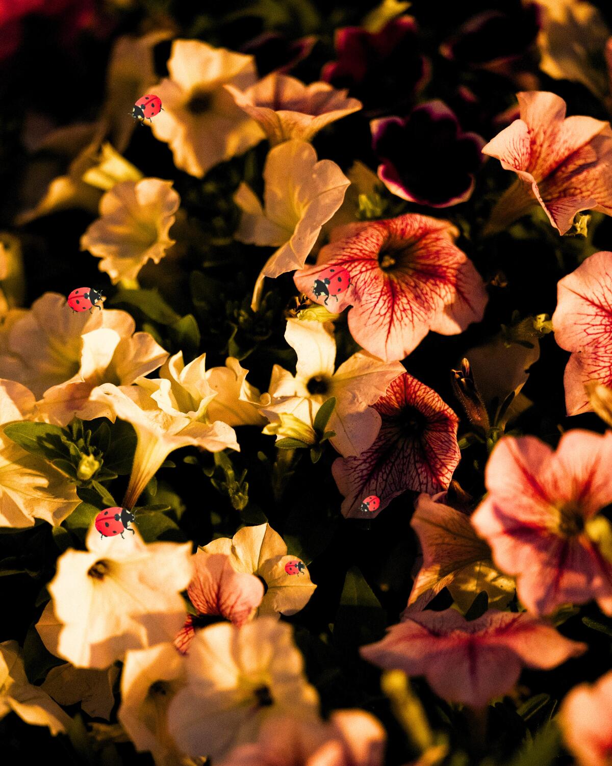 MARIQUITAS 