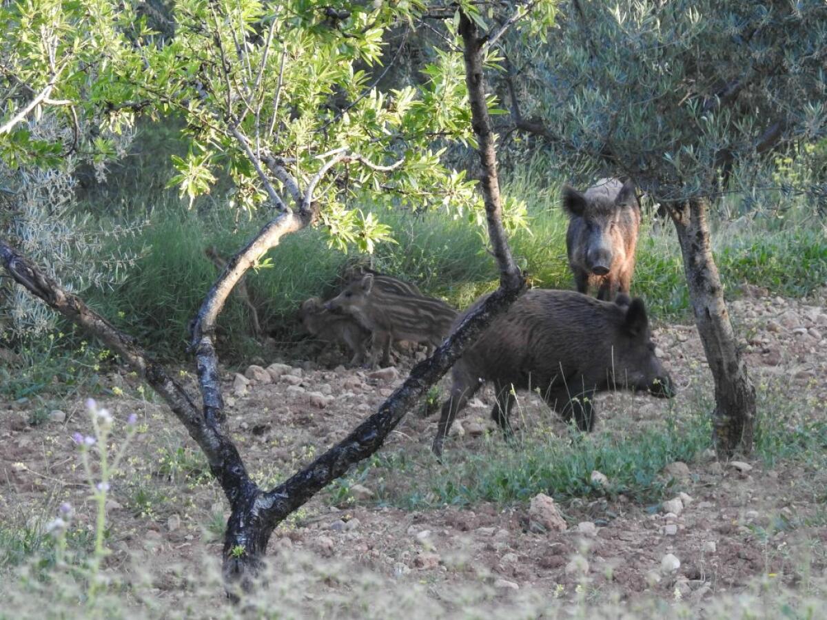 Callosa d&rsquo;en Sarri&agrave; habilita un protocolo de control de jabal&iacute;es para proteger los cultivos y el equilibrio natural